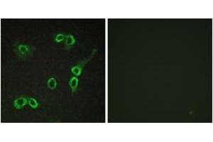 Image no. 2 for anti-Complement Component 3a Receptor 1 (C3AR1) (AA 175-224) antibody (ABIN1535564)