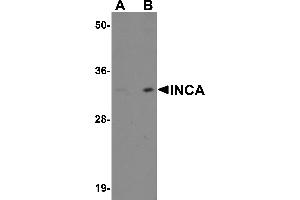Image no. 1 for anti-Family with Sequence Similarity 212, Member A (FAM212A) (C-Term) antibody (ABIN1030439)