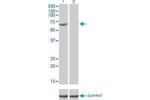 Image no. 1 for anti-Fanconi Anemia Complementation Group G (FANCG) (AA 1-622) antibody (ABIN560843)