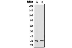 Image no. 1 for anti-RAB23, Member RAS Oncogene Family (RAB23) (Center) antibody (ABIN2706901)