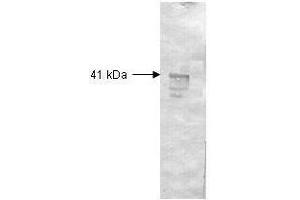 Image no. 1 for Bovine/Calf Plasma (Sterile In Sodium Citrate) (ABIN925401)