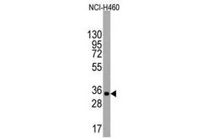 Image no. 1 for anti-Undifferentiated Embryonic Cell Transcription Factor 1 (UTF1) (Middle Region) antibody (ABIN356882)