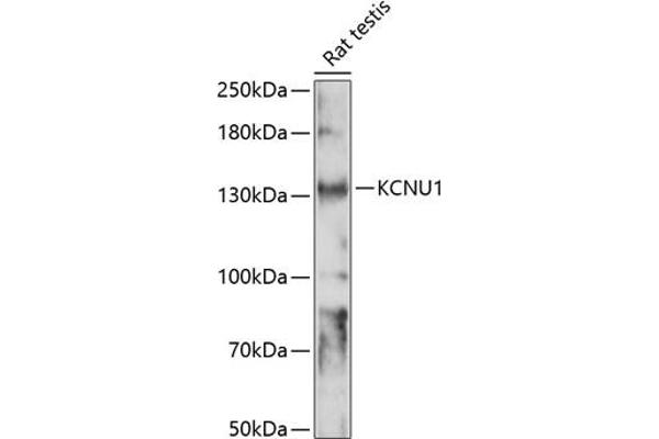 KCNU1 抗体  (AA 920-1149)