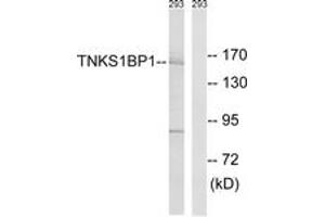 Image no. 1 for anti-Tankyrase 1 Binding Protein 1, 182kDa (TNKS1BP1) (AA 1601-1650) antibody (ABIN1534497)