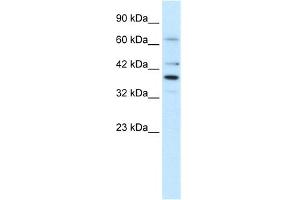 Image no. 1 for anti-POU Domain, Class 4, Transcription Factor 3 (POU4F3) (Middle Region) antibody (ABIN2777732)
