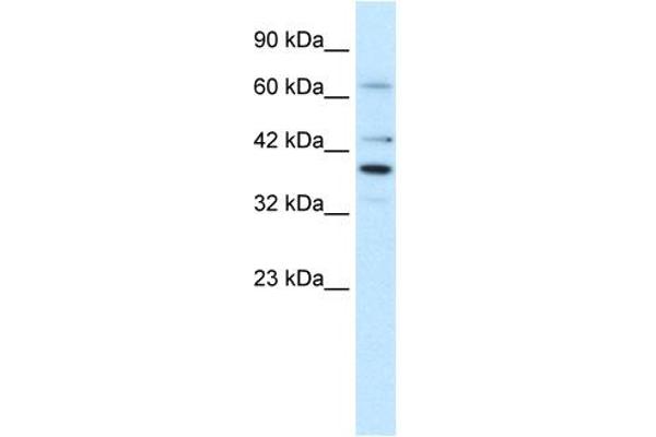 anti-POU Domain, Class 4, Transcription Factor 3 (POU4F3) (Middle Region) antibody
