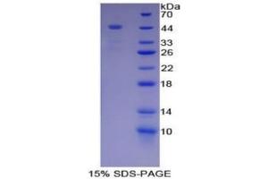 SDS-PAGE (SDS) image for Lactotransferrin (LTF) ELISA Kit (ABIN6574204)