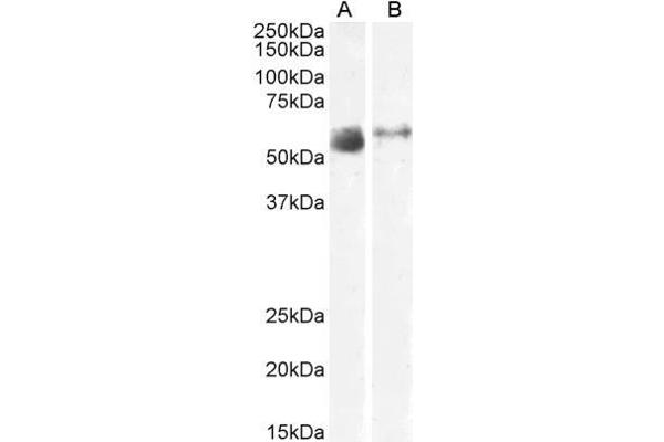 anti-Solute Carrier Family 7 (Amino Acid Transporter Light Chain, Y+L System), Member 7 (Slc7a7) (N-Term) antibody