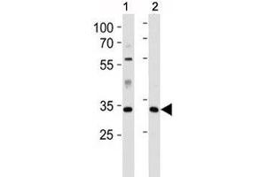 Image no. 2 for anti-Caspase 9, Apoptosis-Related Cysteine Peptidase (CASP9) (AA 183-211) antibody (ABIN3030325)