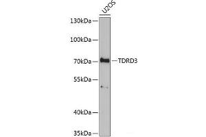 TDRD3 antibody