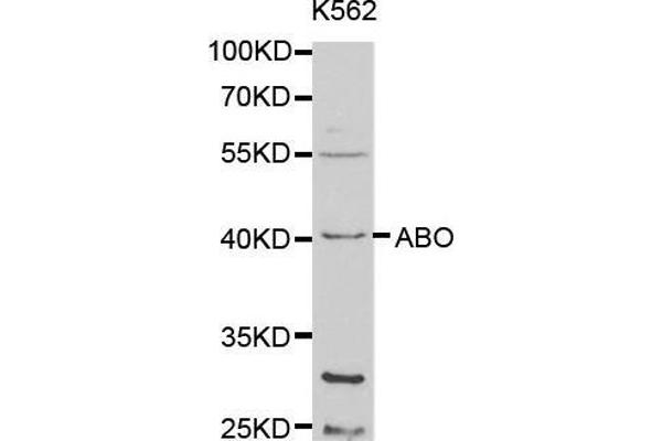 anti-Histo-blood group A transferase (ABO) antibody
