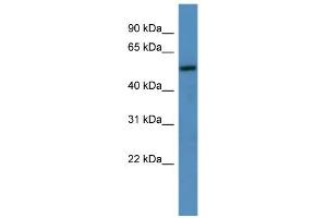 Image no. 2 for anti-Transmembrane 9 Superfamily Member 1 (TM9SF1) (C-Term) antibody (ABIN2774242)