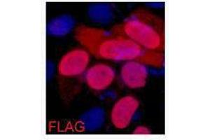 Immunofluorescence (IF) image for anti-DYKDDDDK Tag antibody (ABIN3181074)