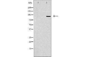 Image no. 1 for anti-Microcephalin 1 (MCPH1) antibody (ABIN6257347)