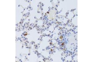 FCN1 antibody  (AA 30-326)