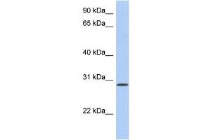 Image no. 1 for anti-Hepatitis A Virus Cellular Receptor 2 (TIM 3) (N-Term) antibody (ABIN2782255)