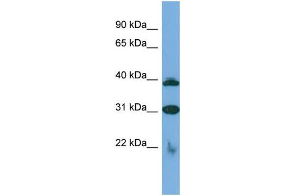 anti-Solute Carrier Family 1 (High Affinity Aspartate/glutamate Transporter), Member 6 (SLC1A6) (C-Term) antibody