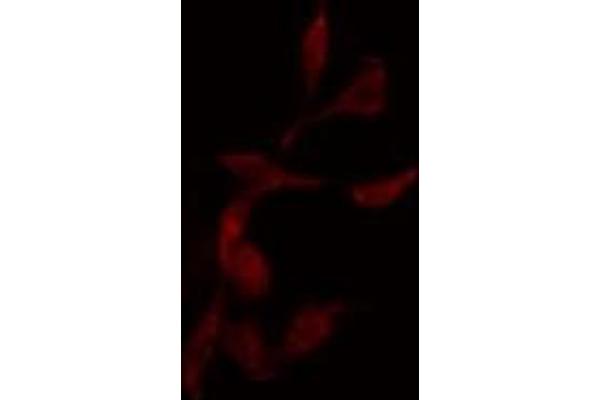 NCAPG antibody  (C-Term)