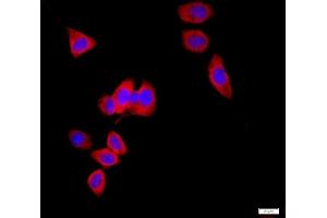 Image no. 3 for anti-Aquaporin 1 (Colton Blood Group) (AQP1) (AA 181-269) antibody (ABIN687502)