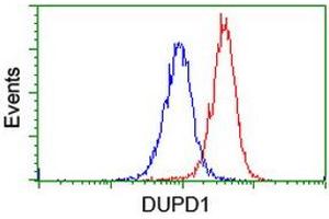 Image no. 10 for anti-Dual Specificity Phosphatase and Pro Isomerase Domain Containing 1 (DUPD1) antibody (ABIN1497927)