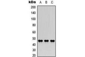 Image no. 1 for anti-AChE Q Subunit (COLQ) (Center) antibody (ABIN2705388)