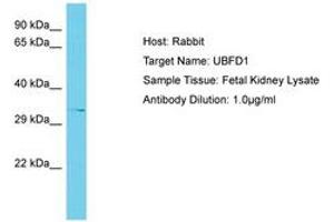 Image no. 1 for anti-Ubiquitin Family Domain Containing 1 (UBFD1) (AA 218-267) antibody (ABIN6750645)