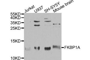 Image no. 1 for anti-FK506 Binding Protein 1A, 12kDa (FKBP1A) antibody (ABIN3022504)