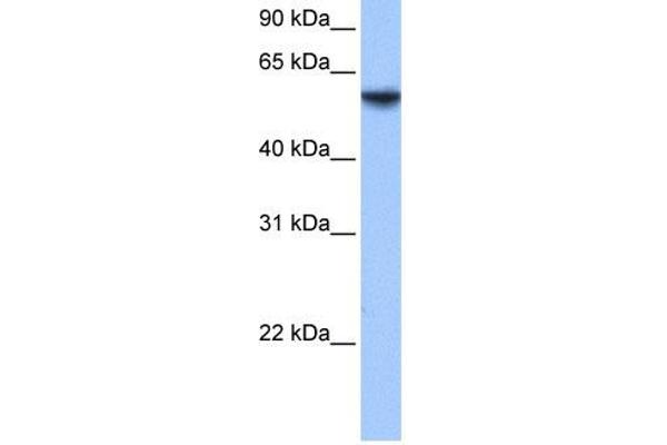 ISYNA1 Antikörper  (N-Term)