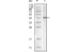 Western Blotting (WB) image for anti-Nucleoprotein antibody (Influenza B Virus (B/Lee/40)) (ABIN969326)