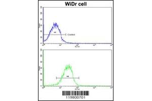 Flow Cytometry (FACS) image for anti-Clusterin Associated Protein 1 (CLUAP1) antibody (ABIN2158291)