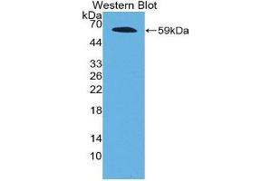 Image no. 1 for anti-Fibrillin 2 (FBN2) (AA 1550-1791) antibody (ABIN2117252)