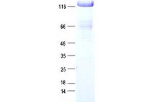 Image no. 1 for Tripartite Motif Containing 33 (TRIM33) protein (DYKDDDDK Tag) (ABIN2733720)