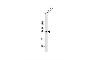 Image no. 2 for anti-Synaptosomal-Associated Protein, 25kDa (SNAP25) (AA 36-63) antibody (ABIN1538343)