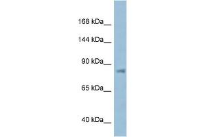 Image no. 2 for anti-Karyopherin (Importin) beta 1 (KPNB1) (N-Term) antibody (ABIN2788708)