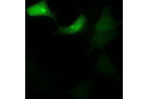Image no. 2 for anti-Green Fluorescent Protein (GFP) antibody (ABIN2451988)