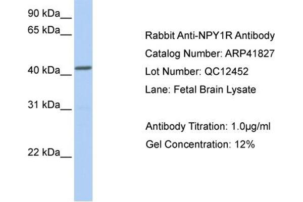 NPY1R antibody  (Middle Region)