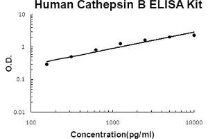 Image no. 1 for Cathepsin B (CTSB) ELISA Kit (ABIN6720096)