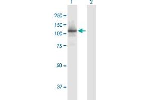 Image no. 1 for anti-Retinoblastoma-Like 1 (p107) (RBL1) (AA 1-1014) antibody (ABIN1327455)
