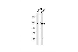 Image no. 2 for anti-Dentin Sialophosphoprotein (DSPP) (AA 47-76) antibody (ABIN1539403)
