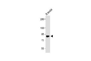 WDR48 antibody  (C-Term)