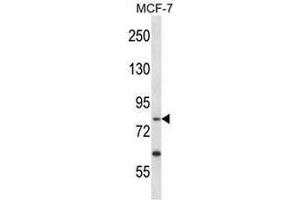 Image no. 1 for anti-Protein-Kinase, Interferon-Inducible Double Stranded RNA Dependent Inhibitor, Repressor of (p58 Repressor) (PRKRIR) (AA 101-130), (N-Term) antibody (ABIN951873)