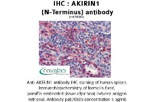 Image no. 2 for anti-Akirin 1 (AKIRIN1) (N-Term) antibody (ABIN1731640)