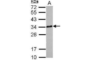 WB Image Sample (30 ug of whole cell lysate) A: A549 12% SDS PAGE antibody diluted at 1:1000