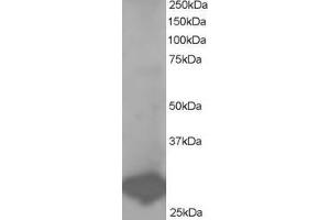 Image no. 2 for anti-B-Cell Receptor-Associated Protein 31 (BCAP31) (C-Term) antibody (ABIN184725)