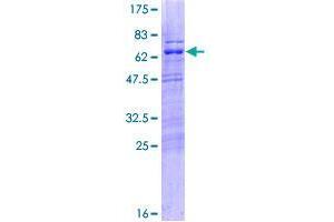 Image no. 1 for MIS18 Binding Protein 1 (MIS18BP1) (AA 1-314) protein (GST tag) (ABIN1347142)