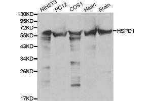 Image no. 4 for anti-Heat Shock 60kDa Protein 1 (Chaperonin) (HSPD1) antibody (ABIN3021182)