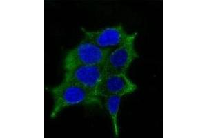 Immunofluorescence (IF) image for anti-Ornithine Decarboxylase 1 (ODC1) antibody (ABIN3026477)