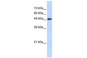 Image no. 1 for anti-Ubiquitin Protein Ligase E3 Component N-Recognin 7 (UBR7) (N-Term) antibody (ABIN630845)
