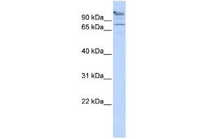 anti-Zinc Finger Protein 509 (ZBTB49) (Middle Region) antibody