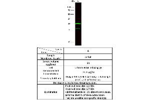 Image no. 1 for anti-Interleukin 29 (IL29) (AA 1-200) antibody (ABIN2692336)